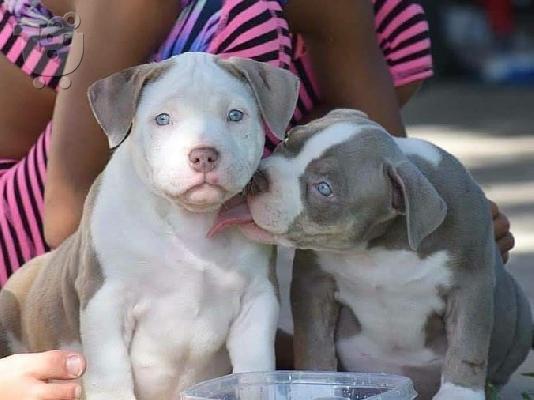 Pitbull